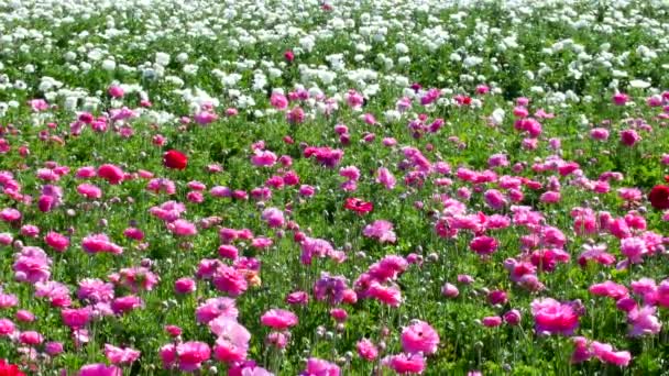 Rózsaszín Ranunculus Virágok Mozognak Szelíd Szellő Lelőtték Híres Virág Mezők — Stock videók
