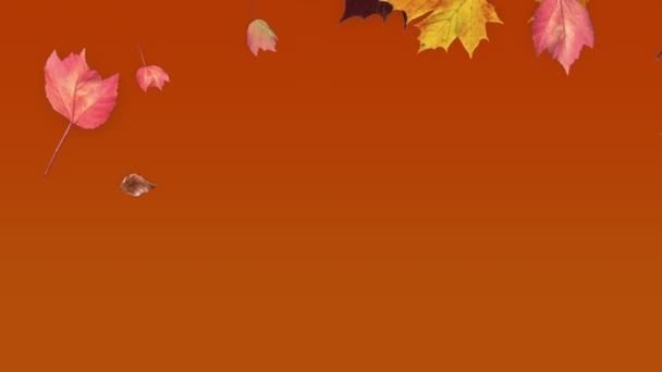 五彩斑斓的树叶飘落在金黄色的斜坡上 描绘着秋天形成的美丽的树叶 — 图库视频影像
