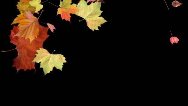 五彩斑斓的叶子落在黑色的背景或阿尔法垫上 描绘秋天形成的美丽的叶子 可以放在你选择的另一个背景上 — 图库视频影像