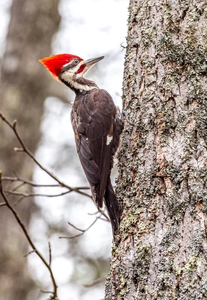 A Pileated woodpecker rests on a tree trunk getting ready to peck away on the bark.