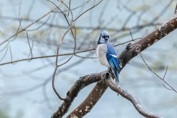 Eastern Bluebird Rests Tree Branch Flights Collect Nesting Material Its — Stock Photo, Image