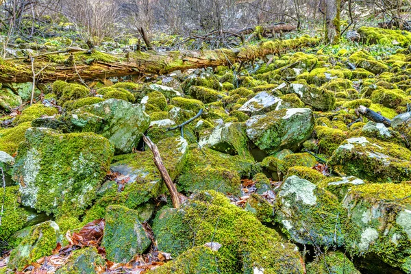 布满苔藓的巨石和倒下的树木覆盖着崎岖的山坡 凸显出田纳西州东部荒原特有的风景 — 图库照片