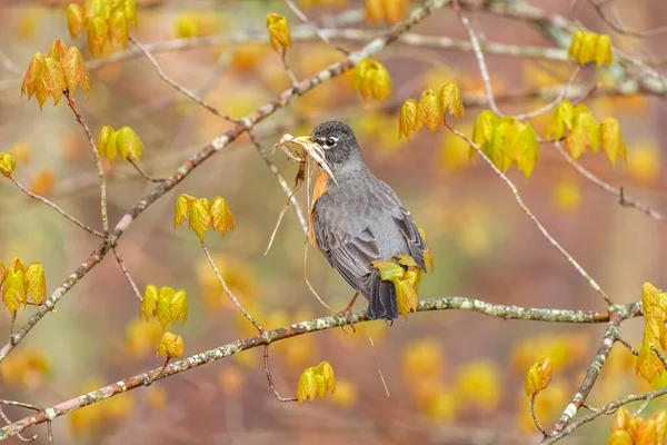 Americký Robin Spočívá Větvi Stromu Mezi Lety Sbírat Hnízdící Materiál — Stock fotografie