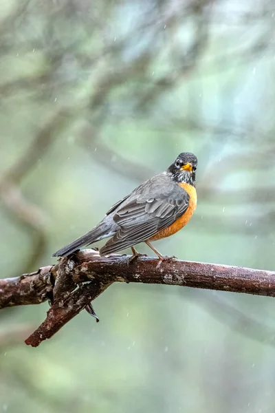 American Robin Rests Tree Branch Flights Collect Nesting Material Its Stock Photo