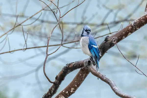 一只东方蓝鸟在航班之间的树枝上休息 为它即将产卵收集筑巢材料 图库图片
