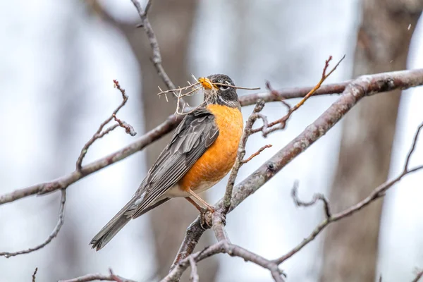 American Robin Rests Tree Branch Flights Collect Nesting Material Its Royalty Free Stock Images