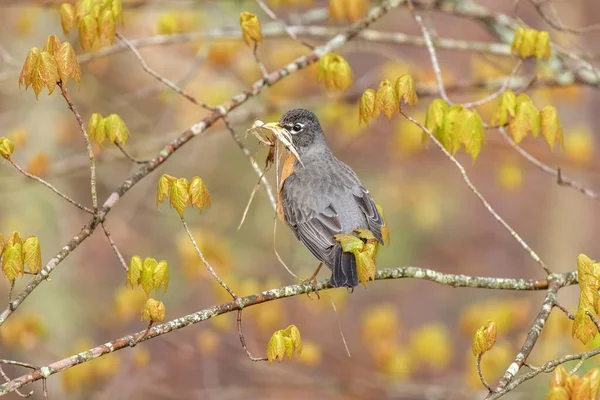 American Robin Rests Tree Branch Flights Collect Nesting Material Its Stock Image