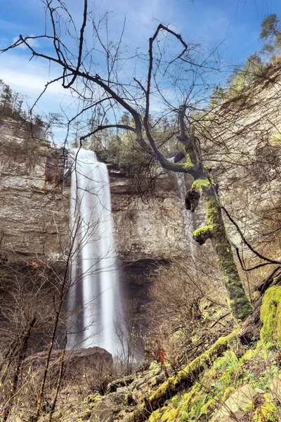 Ein Baum Wächst Vor Einem Nebligen Wasserfall Fall Creek State Stockbild