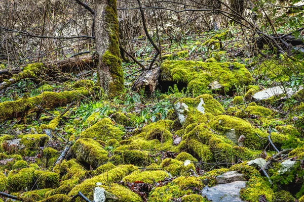 Boulders Covered Bright Green Moss Show Effects Erosion Fallen Trees Stock Picture