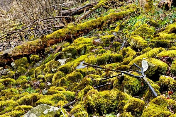 田纳西州东部崎岖的地形显示苔藓覆盖的巨石和倒下的树木 潮湿的环境形成了美丽的绿色森林 免版税图库图片