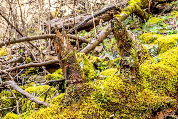 明るい緑の苔に覆われた岩は テネシーの森の浸食 倒木や耐久性の影響を示しています ストック写真
