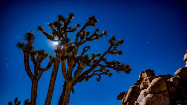 Lasso Tempo Super Lunare Attraversa Joshua Tree Nel Cielo Notturno — Video Stock