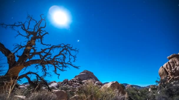 Lapso Tiempo Súper Luna Atraviesa Árbol Cielo Nocturno Proyectando Sombras — Vídeos de Stock
