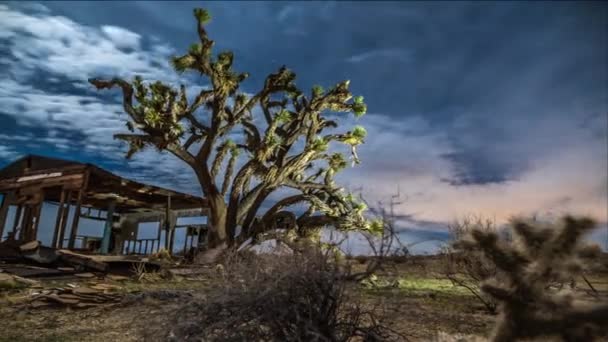 在荒芜的天空中移动的积雨云的时间流逝被一座破旧的老房子和一棵孤独的乔舒亚树构成了框架 — 图库视频影像