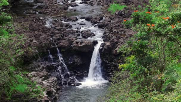 Levande Bild Umauma Falls Hawaii Visar Tre Tier Kaskad Vacker — Stockvideo