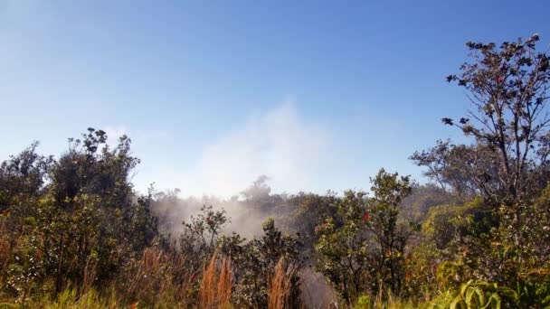 天然蒸气升腾在地球在火山国家公园 夏威夷基拉韦厄火山蒸汽口 — 图库视频影像