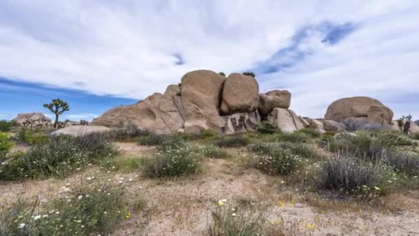 Klasik Çöl Manzara Joshua Tree National Park Içinde Hangi Çölde — Stok video