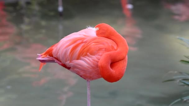 Flamingo Rosado Descansando Estanque Durante Día Frío — Vídeos de Stock