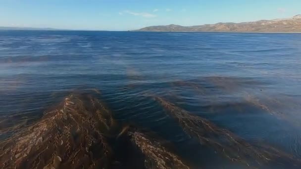 Красивая Ламинария Южной Калифорнии Склоняется Нежному Движению Воды — стоковое видео
