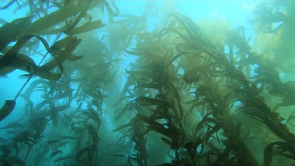 Een Prachtige Kelp Bed Zuid Californië Zwaait Naar Zachte Beweging — Stockvideo