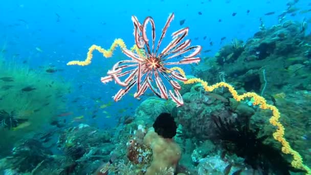 Hermoso Látigo Amarillo Coral Con Crinoide Rojo Unido Balancea Movimiento — Vídeo de stock