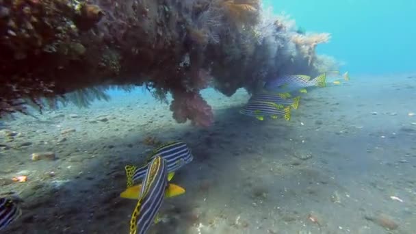 在印度尼西亚 热带甜嘴鱼在沉船结构附近游动 — 图库视频影像