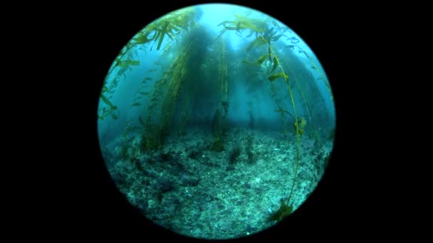 Perspectiva Única Fisheye Enquanto Mergulhador Nada Através Uma Cama Algas — Vídeo de Stock