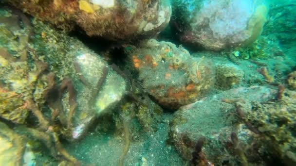 Tropisk Och Giftig Stonefish Ett Bakhåll Rovdjur Och Bland Mest — Stockvideo