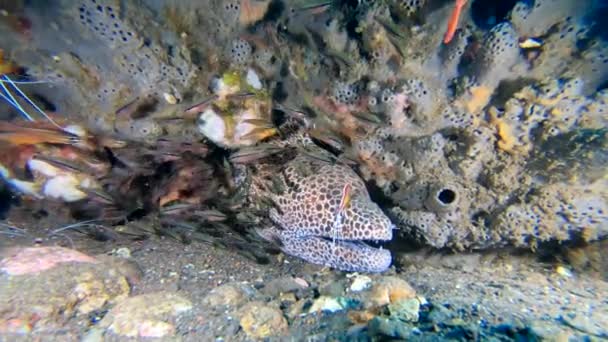 Tropical Black Spotted Moray Eel Peeks Out Its Den Cleaned — Stock Video