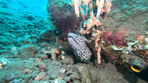 Tropical Black Spotted Moray Eel Peeks Out Its Den See — Stock Video