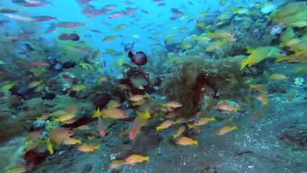 Scholing Tropische Vissen Van Verschillende Kleuren Kolken Buurt Van Een — Stockvideo