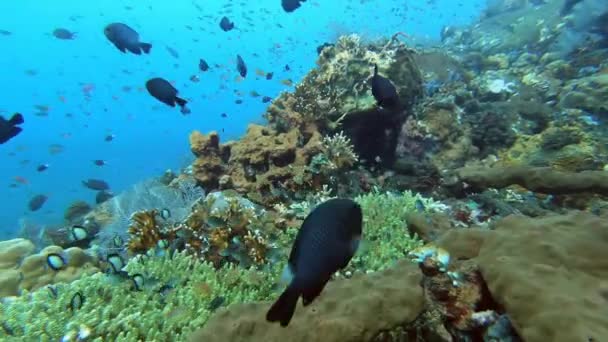 バリインドネシアのサンゴ礁の近くでさまざまな色のトロピカルフィッシュを学ぶ — ストック動画