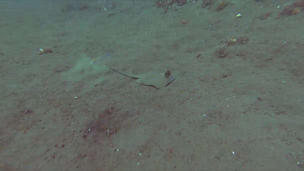 Ein Blauer Fleckenrochen Schwimmt Über Den Sandigen Grund Eines Tropischen — Stockvideo