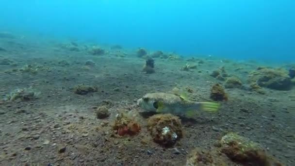 Ein Kugelfisch Schwimmt Auf Dem Meeresgrund Auf Der Suche Nach — Stockvideo