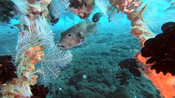 Seekor Ikan Puffer Berenang Sepanjang Dasar Laut Mencari Makanan — Stok Video