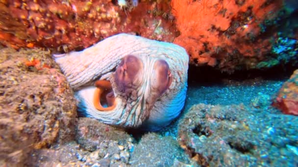 Een Grote Octopus Die Uit Zijn Hol Gluurt Verandert Van — Stockvideo