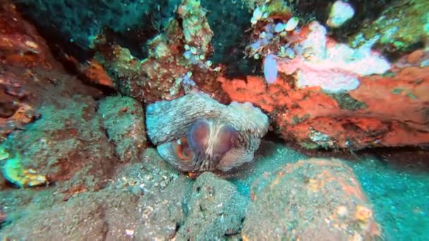 Een Grote Octopus Die Uit Zijn Hol Gluurt Verandert Van — Stockvideo