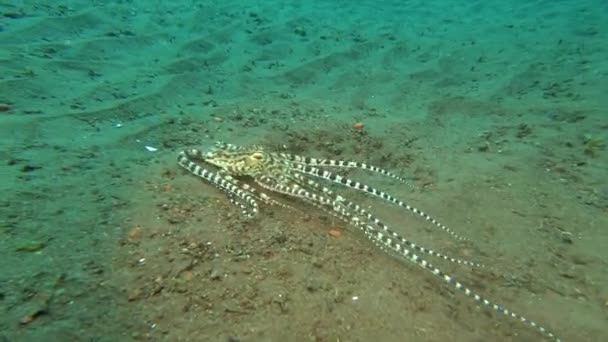 Mimic Octopus Scurries Bottom Ocean Searching Place Crawl Protection — Stock Video