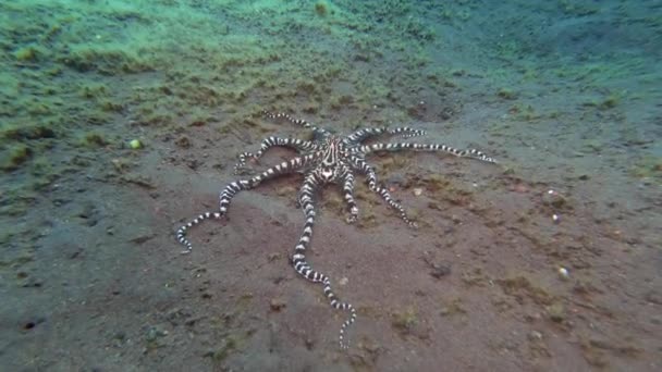 保護のためにクロールする場所を探している海底の模倣されたタコのスカリー — ストック動画