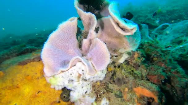 バリ島のサンゴ礁のピンクハードサンゴは 水中の粒子を捕獲するためのプラットフォームとしてサンゴを使用するクリノイドを含む多くの動物のための生息地です — ストック動画