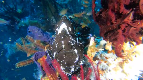 大きな黒いカエルフィッシュは 小さな魚がすばやく待ち伏せして食べるのを待っている熱帯のサンゴの上に動かない休止します — ストック動画