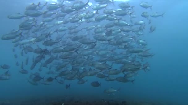 Uma Grande Escola Peixes Rodando Água Azul Usar Esta Técnica — Vídeo de Stock