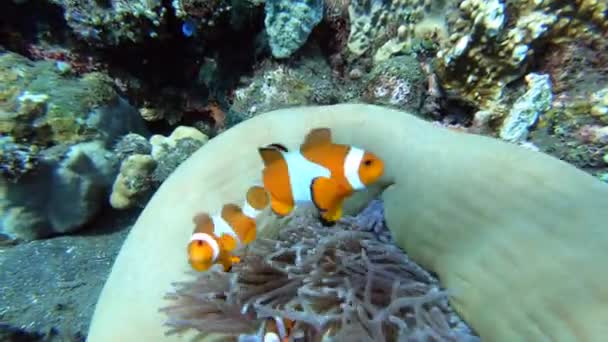 Πορτοκαλί Κλόουν Ψάρια Κολυμπούν Μέσα Στα Προστατευτικά Πλοκάμια Μιας Μεγάλης — Αρχείο Βίντεο