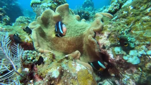 Pesce Pagliaccio Arancione Nuota Tra Tentacoli Protettivi Grande Anemone Marino — Video Stock