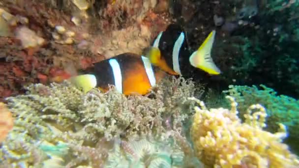 Oranje Clownvissen Zwemmen Beschermende Tentakels Van Een Grote Zeeanemoon — Stockvideo