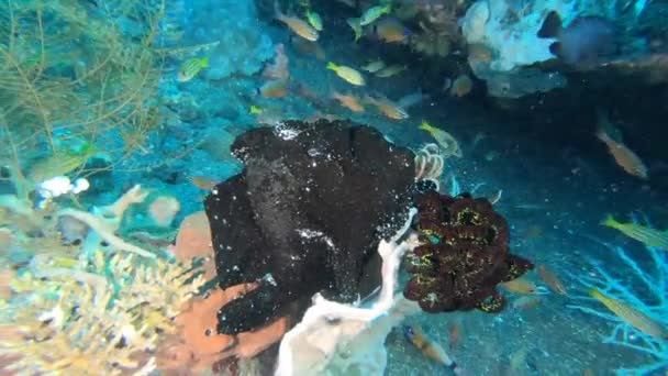 Een Grote Zwarte Kikkervis Rust Onbeweeglijk Een Tropisch Rif Wachtend — Stockvideo