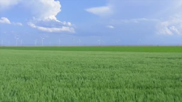 Кадры Беспилотника Видом Недавно Растущий Урожай Кукурузы Ветряными Мельницами Заднем — стоковое видео