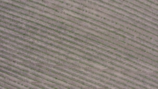 俯瞰新长出来的玉米的无人机画面显示了中西部典型的典型农田景观 — 图库视频影像