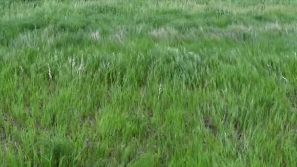 폭풍이 에너지를 그레이트 플레인에서 바람이 잔디를 — 비디오