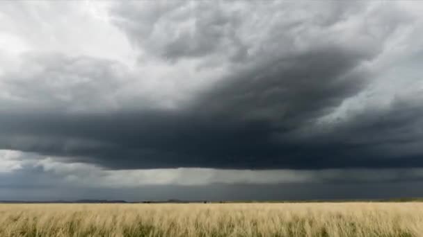 Massive Dark Thunderstorm Showers Rain Moves Slowly Grassy Meadow Rural — Stock Video